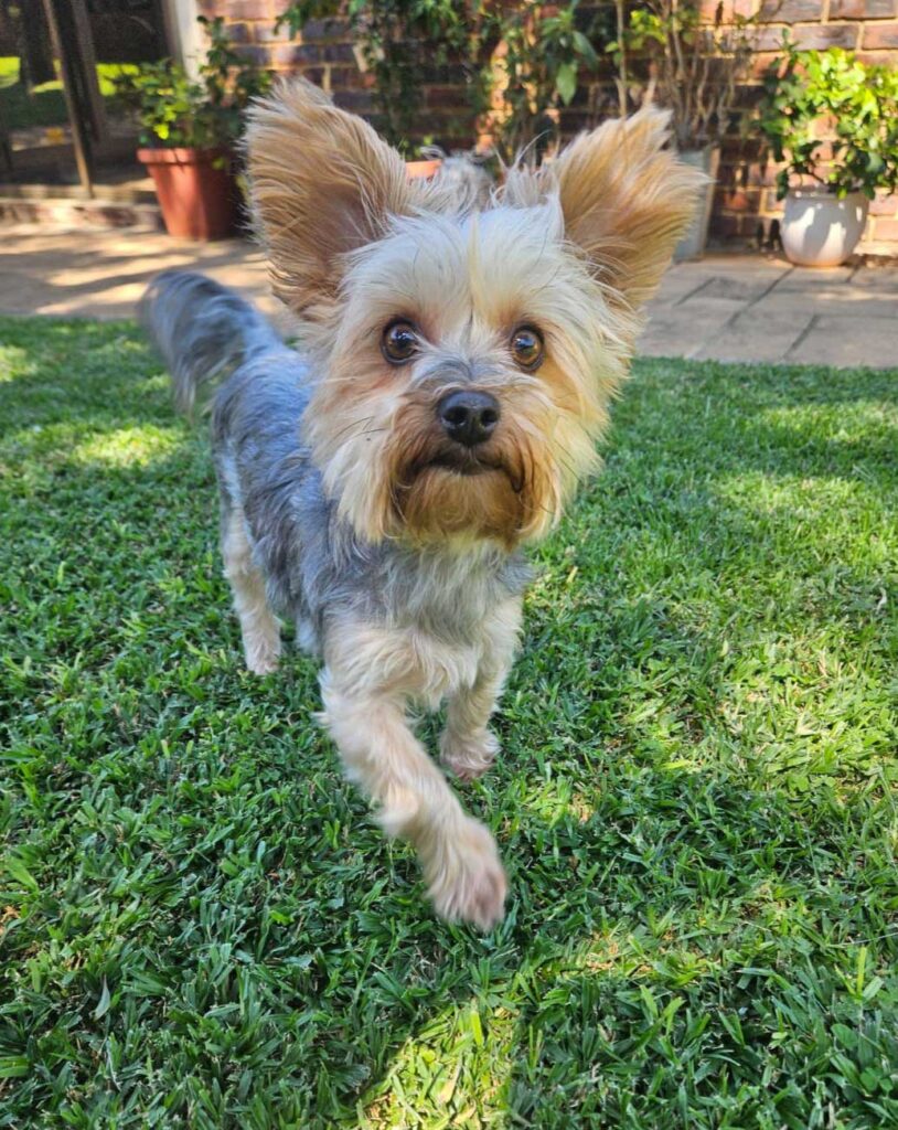 Loki, a male Yorkshire Terrier, standing on the grass in his garden