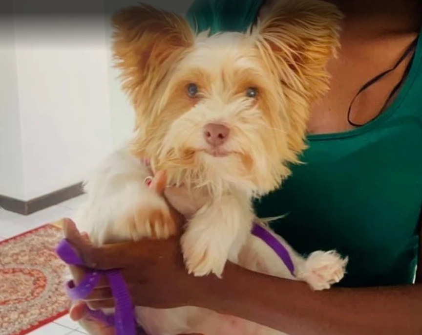 Adoption Success Story Bailey | Biewer Terrier