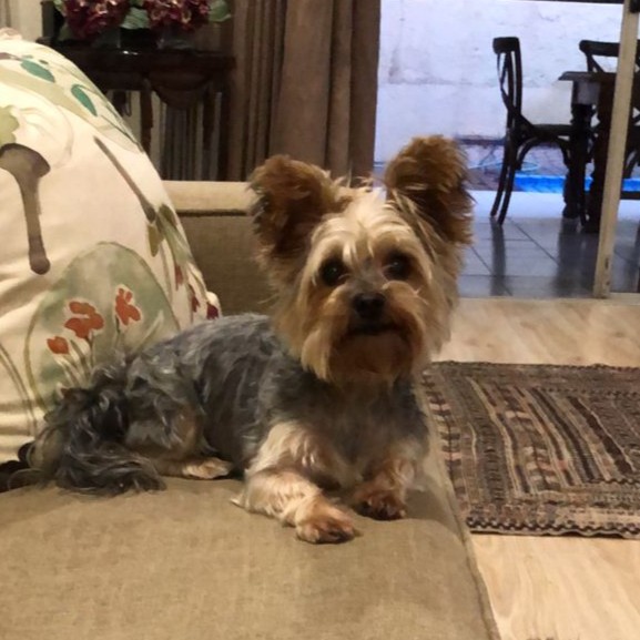 Adopted Yorkshire Terrier male Loki. He was adopted from Small Dog Adoptions