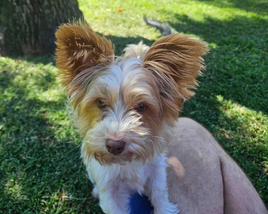 Bailey, a female Biewer Yorkie puppy, exploring the garden Yorkie Rehoming