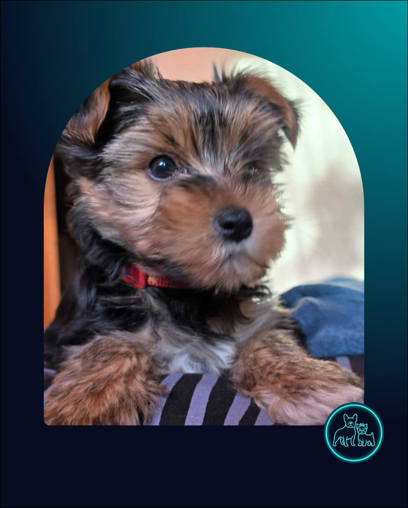Male Yorkie Puppy 9 weeks old