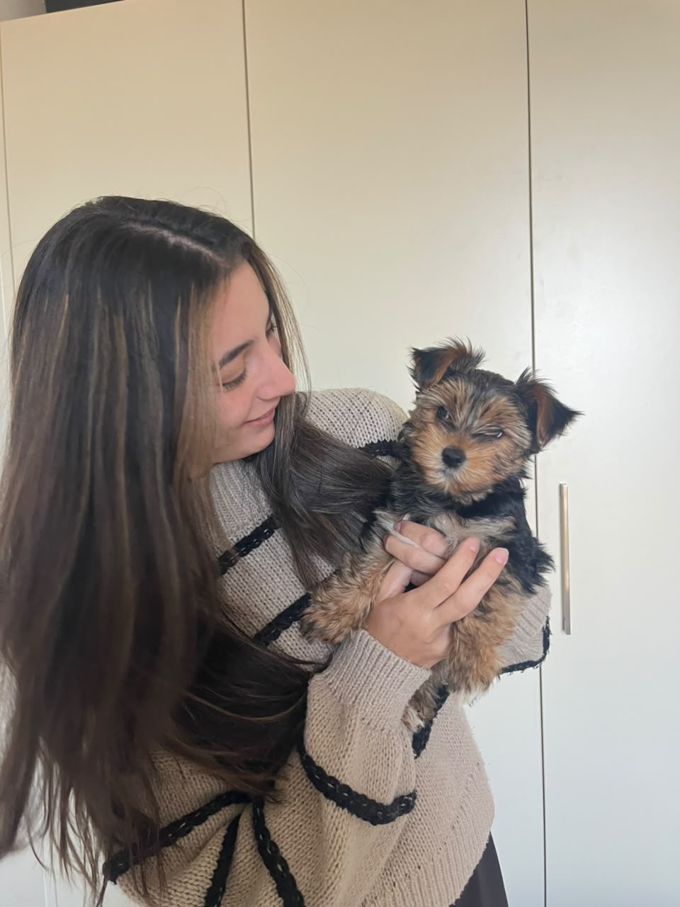 Adoption Success Story Yorkie Puppy | Yorkshire Terrier