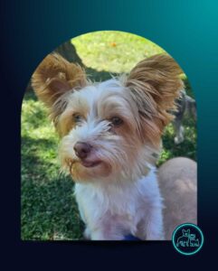 ADOPTED | Bailey Biewer Terrier | SDA2602 Elite Companion