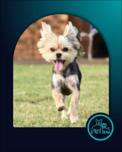 ADOPTED | Morkie Female Krummel | SDA2637 | Centurion