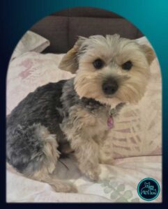 ADOPTED | Sophie Yorkshire Terrier | SDA2601 Elite Companion