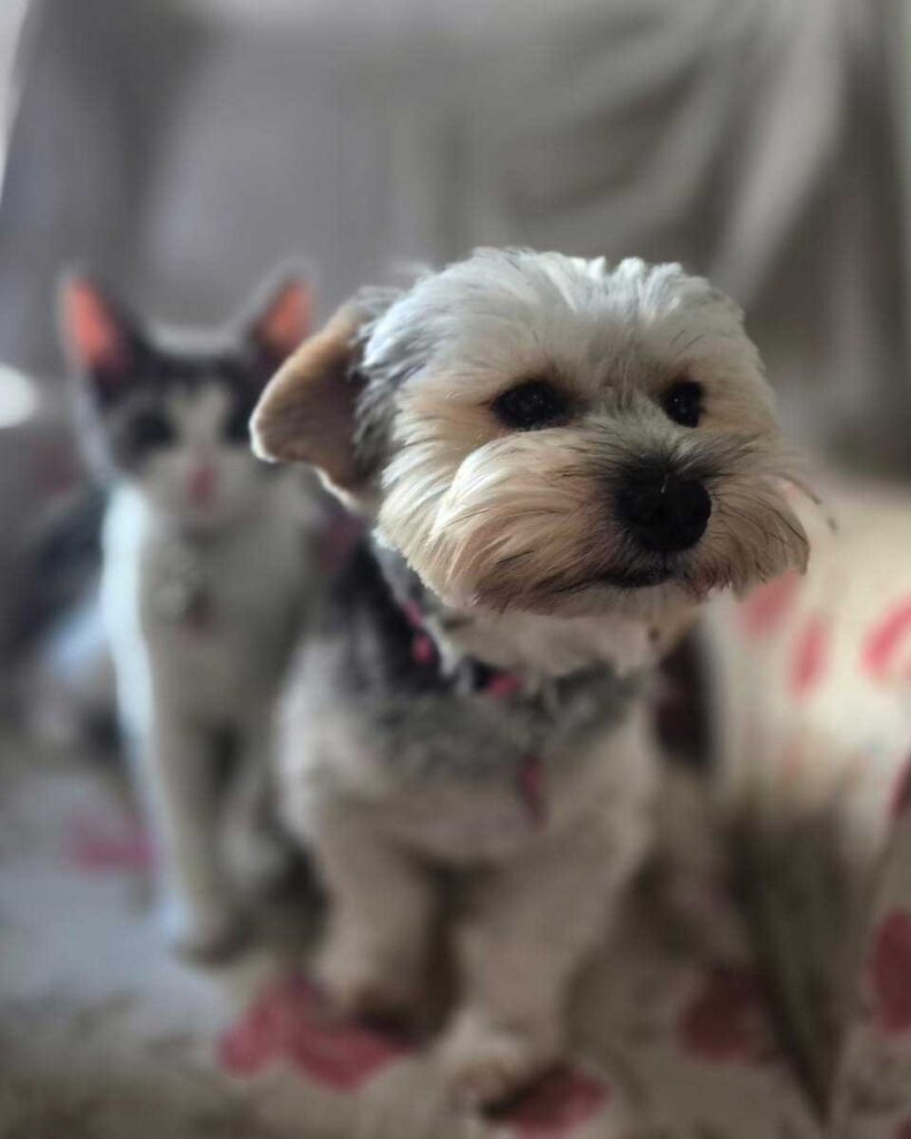 Sophie, a female Yorkshire Terrier, at home in her garden SA Yorkie Rehoming