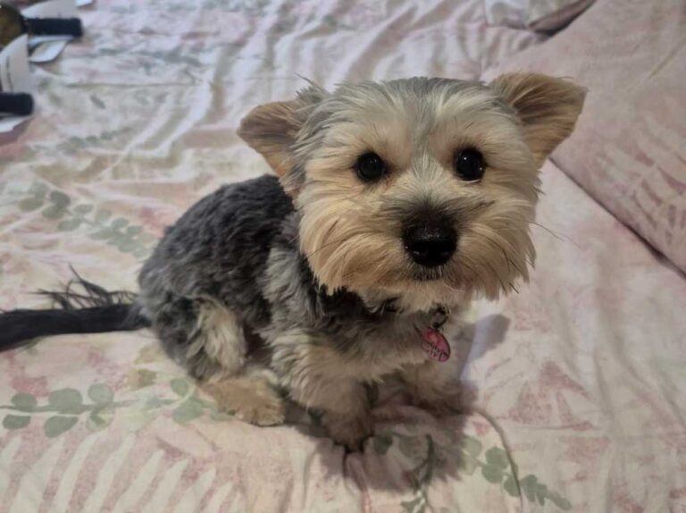 Female Yorkshire Terrier in Gauteng