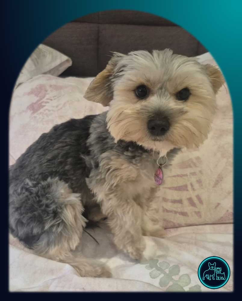 Adopt Sophie Female Yorkshire Terrier