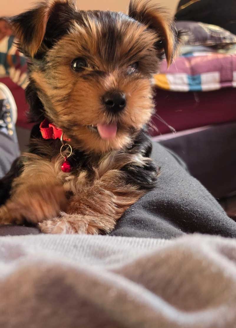 Rehoming Review 9 Week Old Yorkie Puppy | Yorkshire Terrier