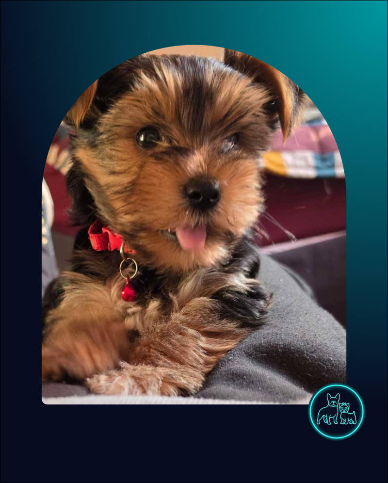 9 week old male Yorkie Puppy available for adoption through Small Dog Adoptions & Rehoming
