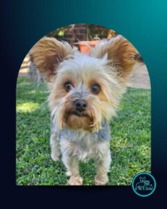 ADOPTED | Loki Yorkshire Terrier | SDA2603 Elite Companion