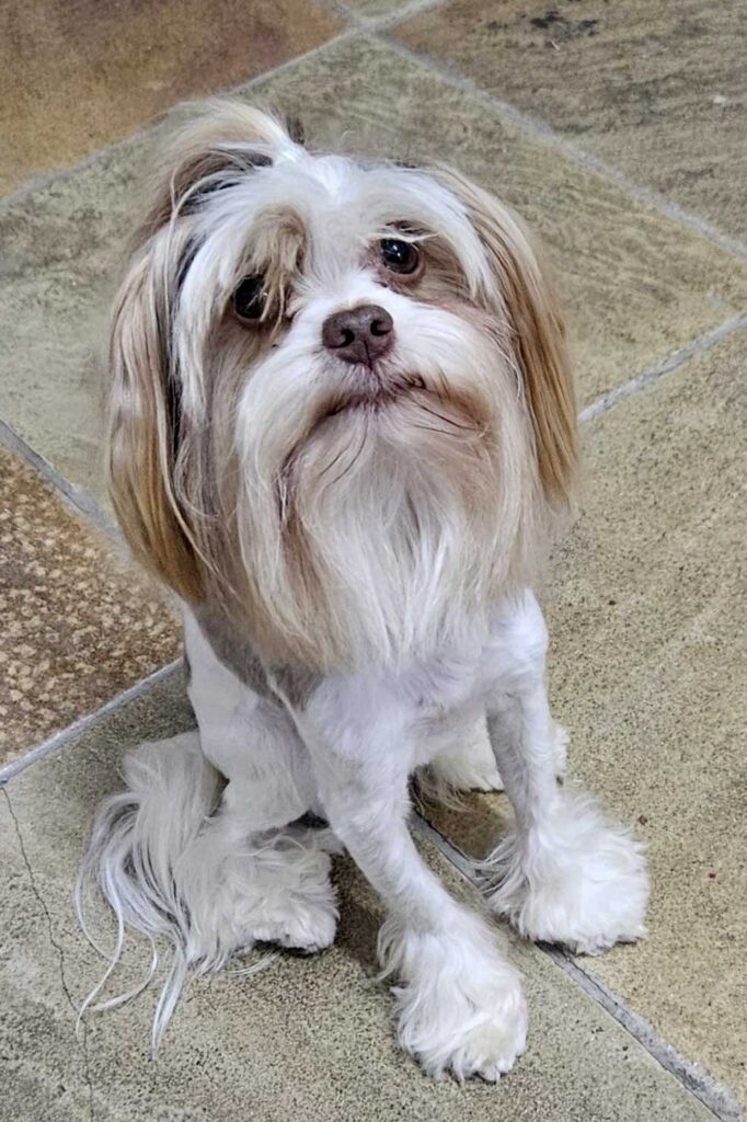 Biewer Terrier, looking up at the camera at home Yorkie Rehoming South Africa