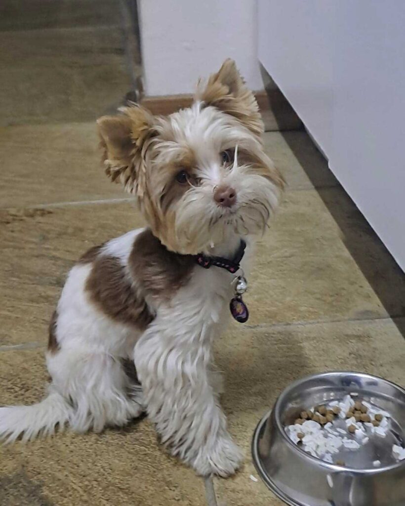Aero, a Biewer Terrier, sitting on a patio in his original home