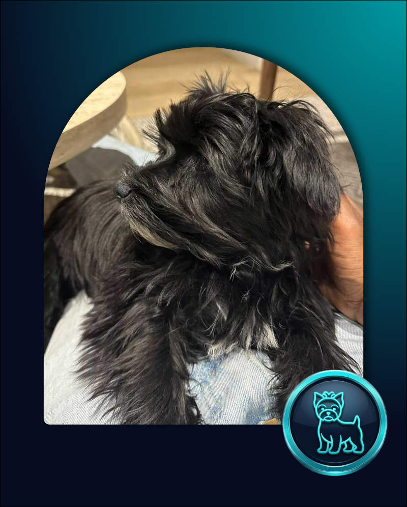 Yorkie Puppy Sophie, 3.1kg female available for adoption through Yorkie Rehoming.