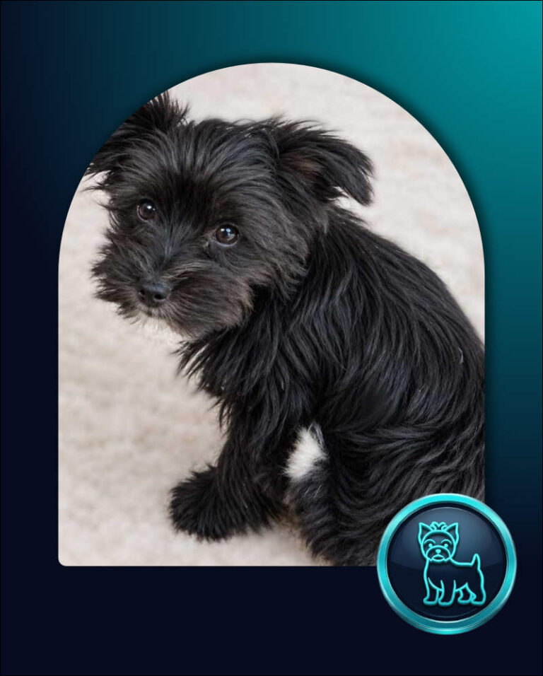 Yorkie Puppy Sophie, female