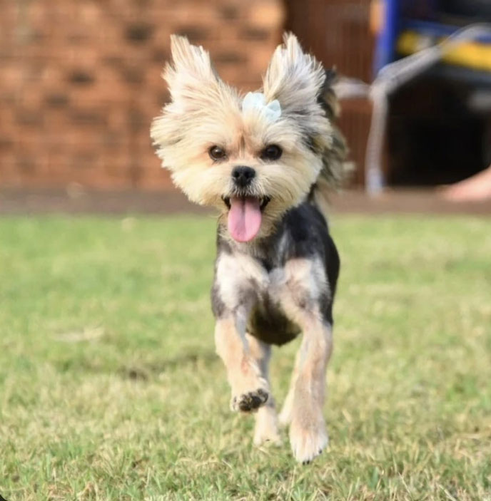 Krummel, a female Morkie, running happily on the lawn