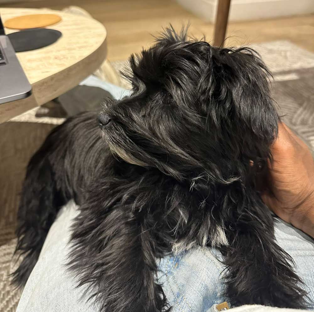 ADOPTED | Yorkie Puppy Sophie | YR2651 | Sandton, GP 6 4 month old Yorkie Puppy Sophie,
