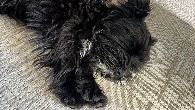 ADOPTED | Yorkie Puppy Sophie | YR2651 | Sandton, GP 3 quiet 4 month old Yorkie Puppy Sophie,