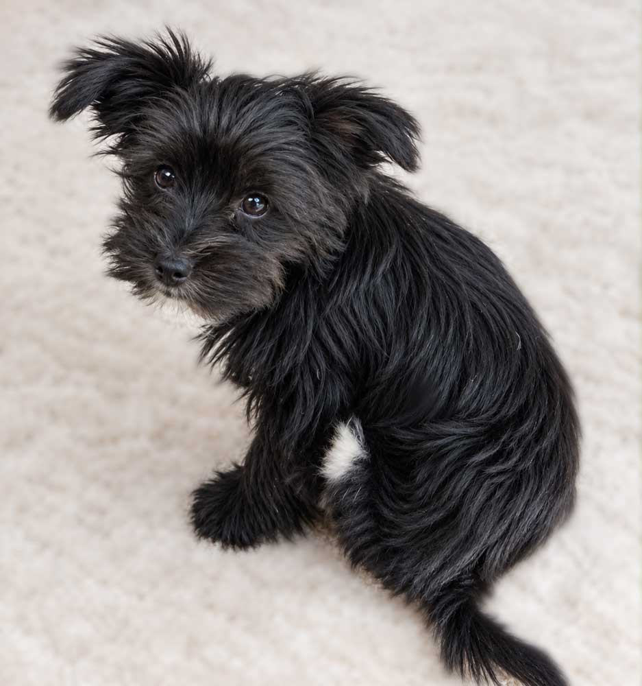 ADOPTED | Yorkie Puppy Sophie | YR2651 | Sandton, GP 5 4 month old Yorkshire Terrier puppy