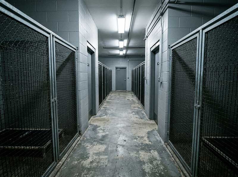Cold concrete runs and metal wire enclosure doors in a traditional municipal shelter facility.